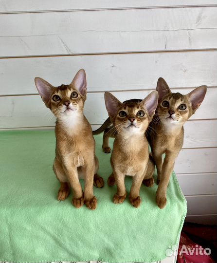 Вязка с Абиссинским грандинтерчемпионом