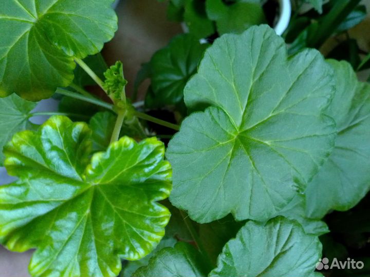 Пеларгония герань