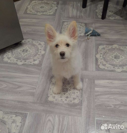 Шпиц смесь чихуахуа