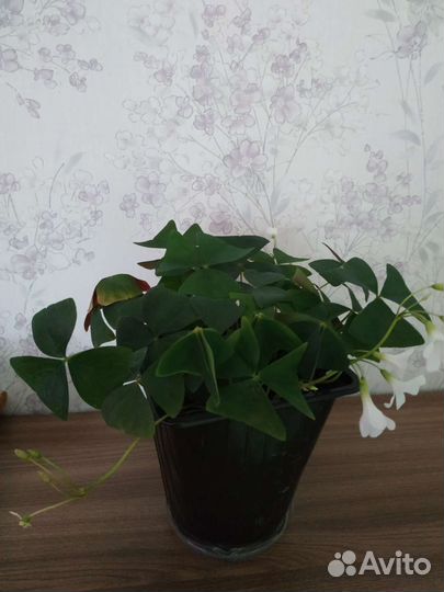 Рэо (ладья Моисея)