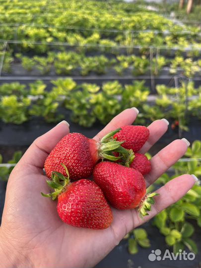 Рассада ремонтантной клубники в стаканах