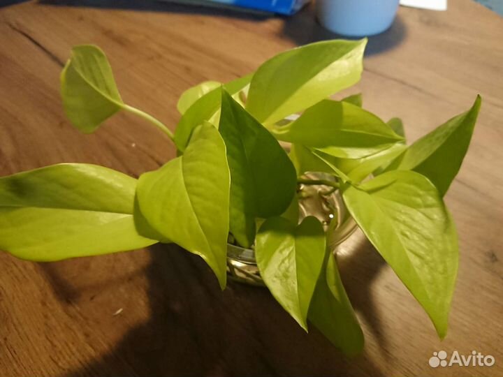 Эпипремнум сциндапсус неон