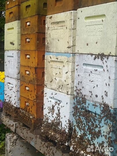 Пчелосемьи Карника на высадку