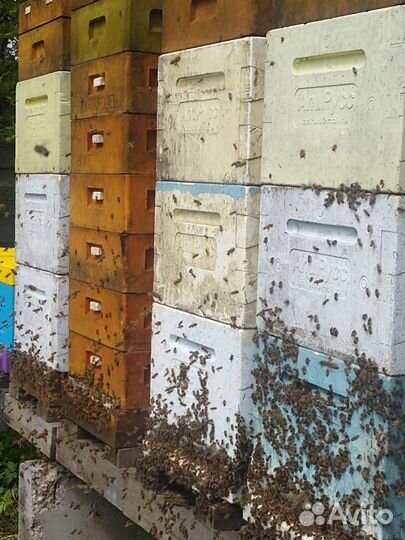 Пчелосемьи Карника на высадку