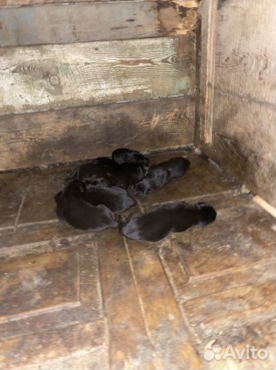 Щенки немецкой овчарки