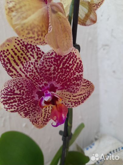 Орхидея фаленопсис Карин Алоха
