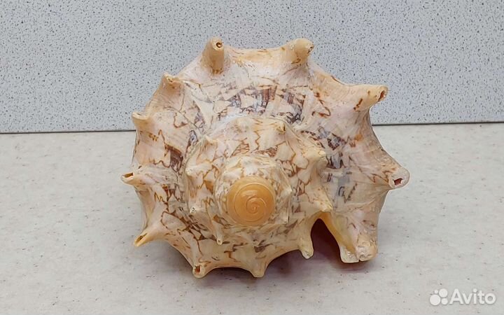 Валюта Цимбиола 15,1 морская ракушка раковина