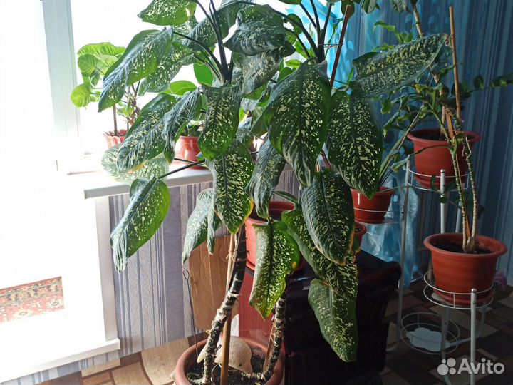 Диффенбахия высокая