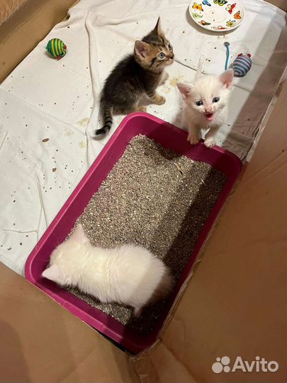 Котята в добрые руки бесплатно