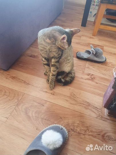 Отдам кота (кастрирован)