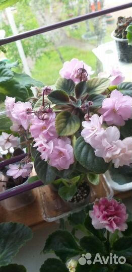 Мини фиалки