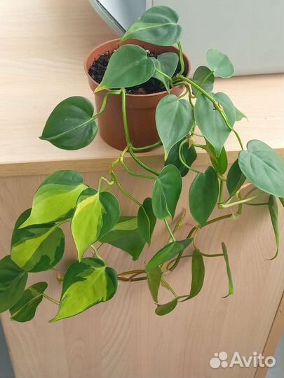 Эпипремнум бразил, н джой, неон, треби, золотист