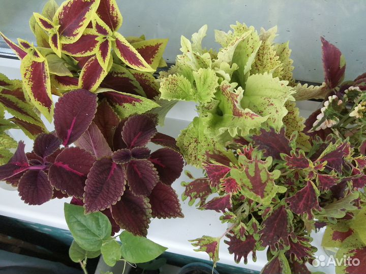 Колеусы, срез