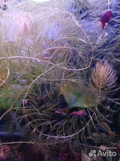 Роголистник