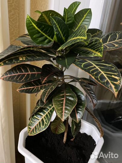 Кодиеум кротон