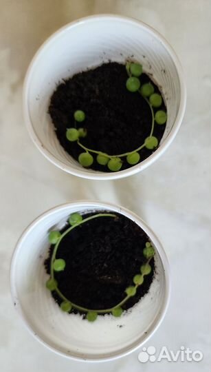 Крестовник Роули