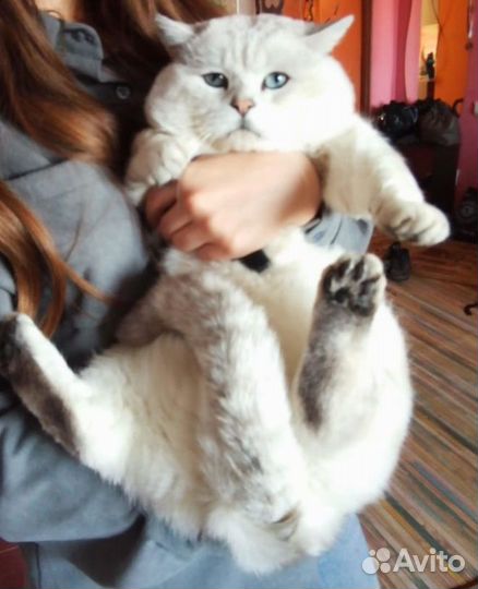 Британский кот вязка