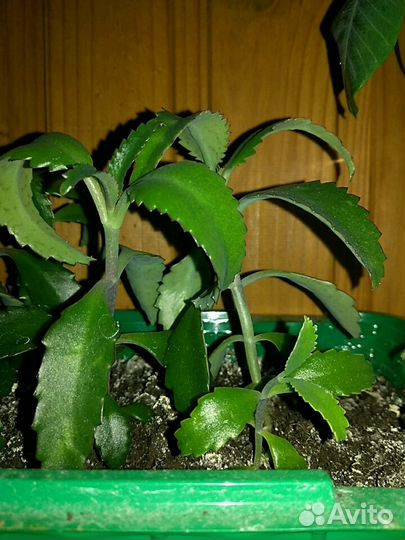 Каланхое или домашний доктор