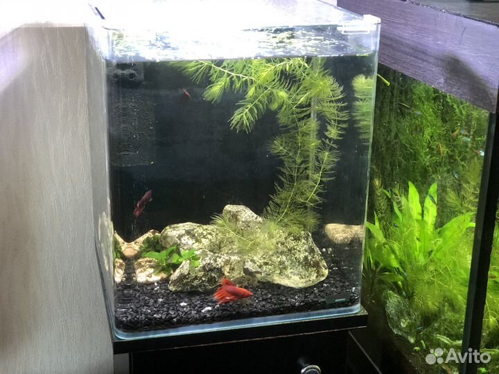 Аквариум