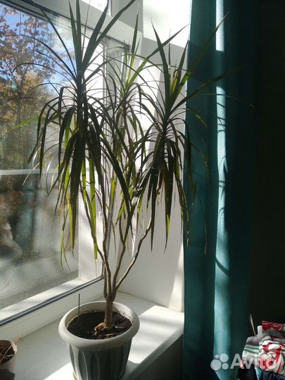 Драцена маргината