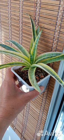Сансевиерия сортовая 2