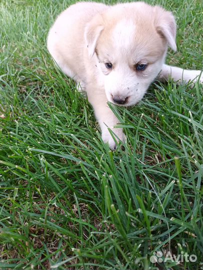 Щенки в добрые руки