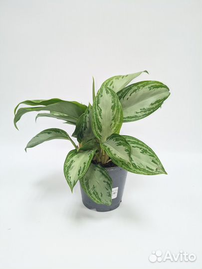 Аглаонема Сильвер Бай 12/35