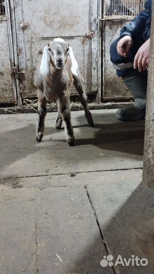 Англо нубийский козел