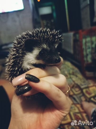 Африканский ежик