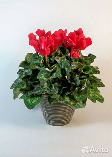 Комнатные цветы удобрение