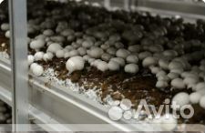 Готовые компостные грядки шампиньонов