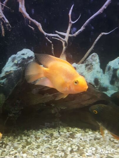 Рыба Северум и Попугай