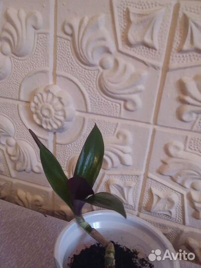 Традисканция Рэо