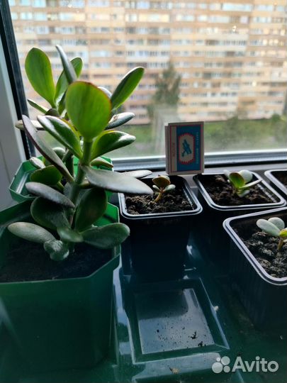 Толстянка (денежное дерево)