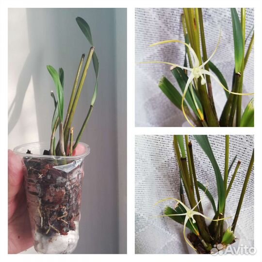 Орхидеи разные