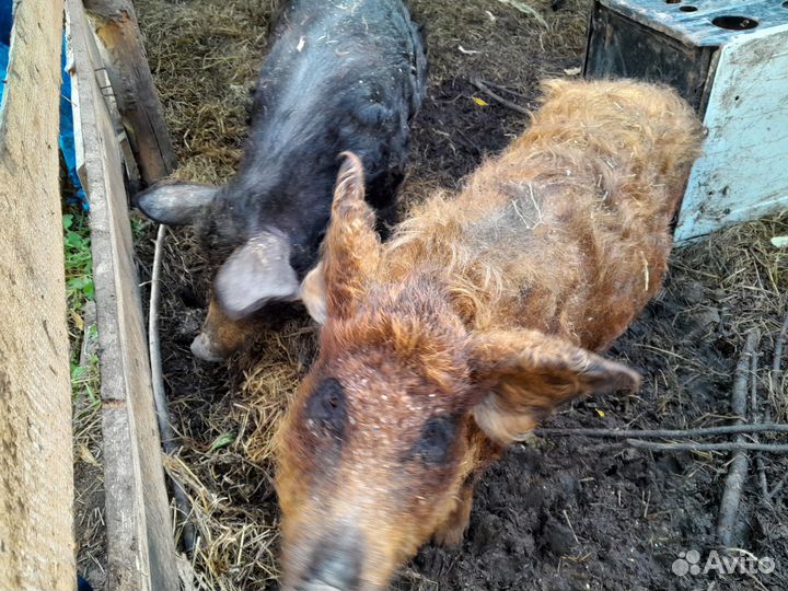 Свиноматка венгерская мангалица