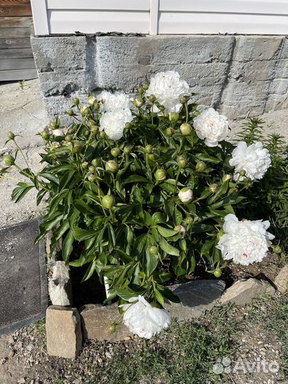 Пионы сортовые саженцы