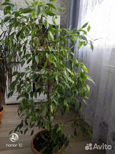 Фикус Бенджамина, драцена для дома и офиса