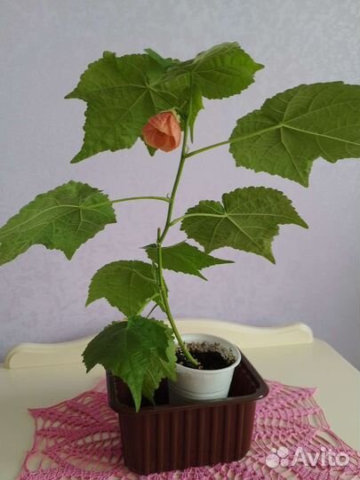 Абутилон (клён комнатный)