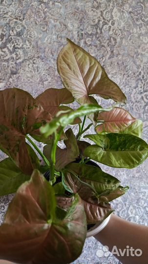 Комнатные цветы Сингониумы