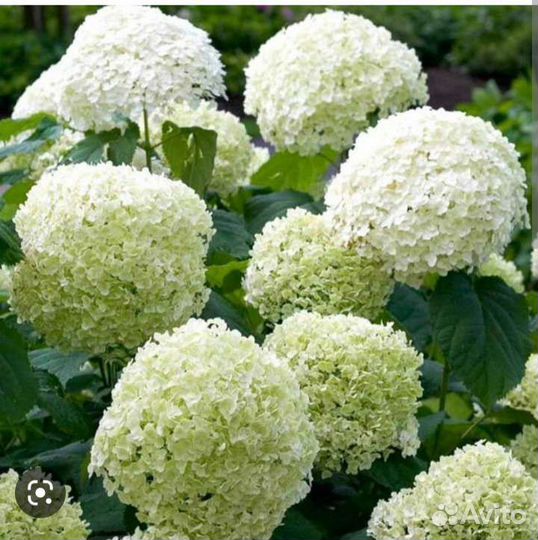 Гортензия, кизильник горизонтальный