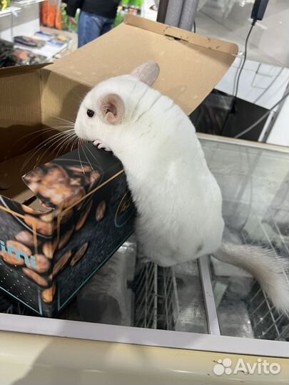 Шиншиллы разных цветов