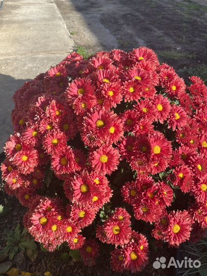 Хризантема мультифлора