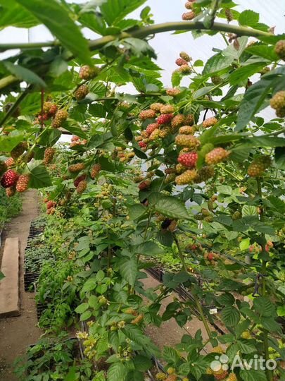 Саженцы бесшипной ежевики