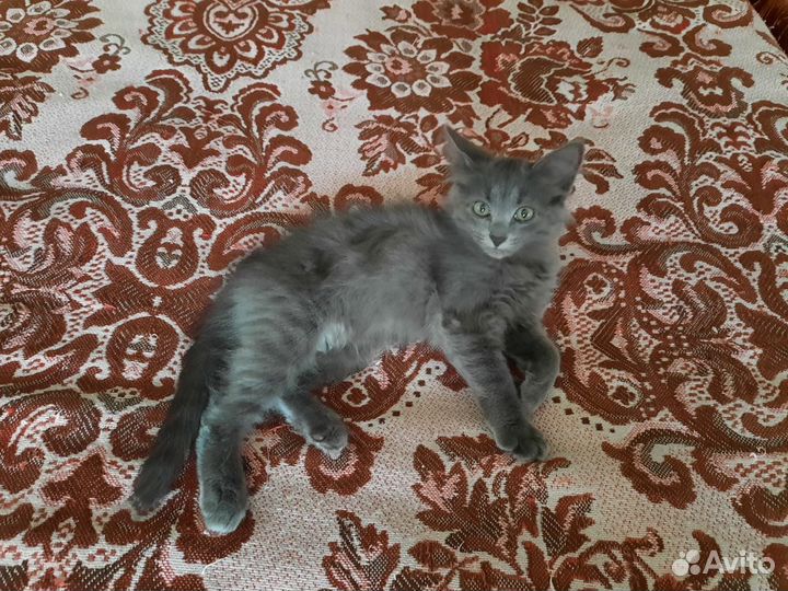 Котята милашки