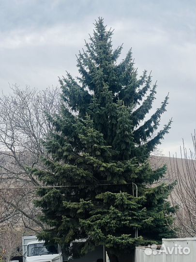 Ель живая