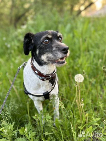 Передежка собак