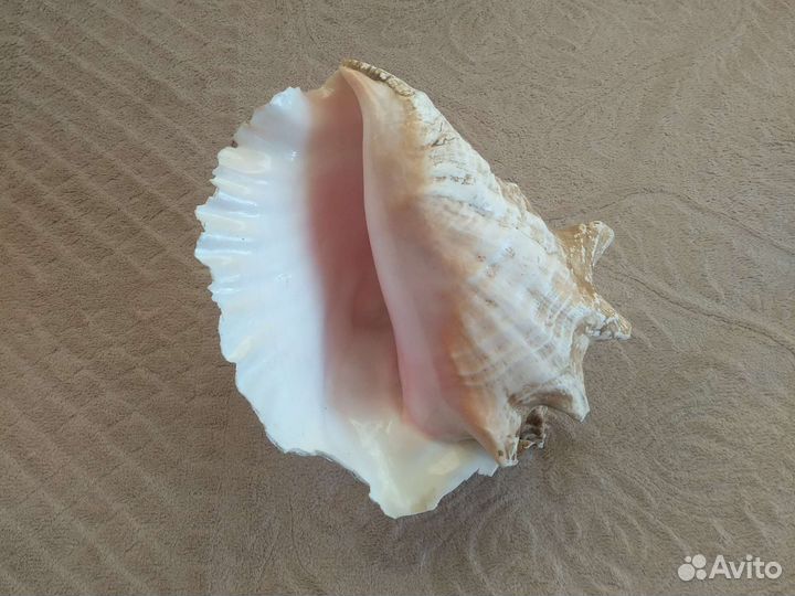 Большая морская раковина