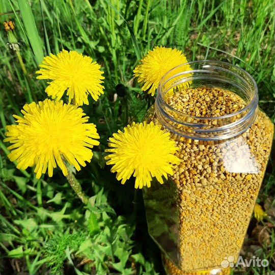 Пыльца пчелинная (сбор 2023)