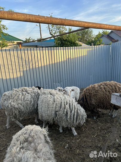 Овцы бараны